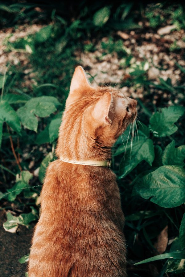 Comment concevoir un jardin inspiré de l'art impressionniste ?